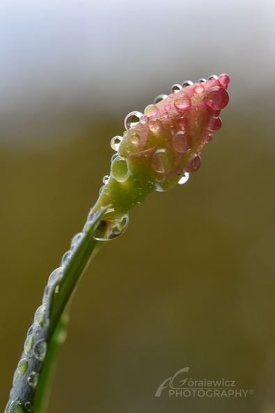 DSC_1545.jpg